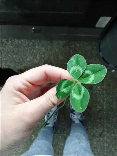 Ta fleur préférée est...