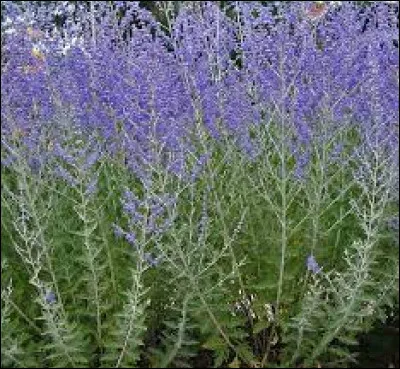 Comment s'appelle cette plante ?