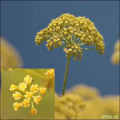 Comment s'appelle cette plante ?