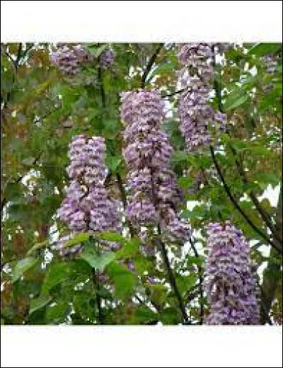 Comment s'appelle cette plante ?