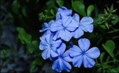 Comment s'appelle cette plante ?