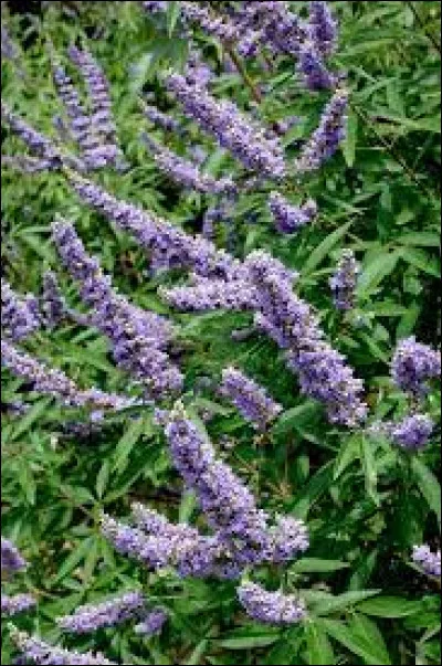 Comment s'appelle cette plante ?