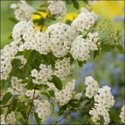 Comment s'appelle cette plante ?