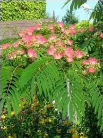 Comment s'appelle cette plante ?