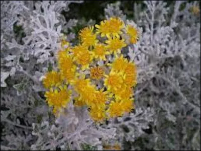 Comment s'appelle cette plante ?