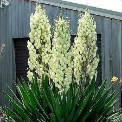 Comment s'appelle cette plante ?