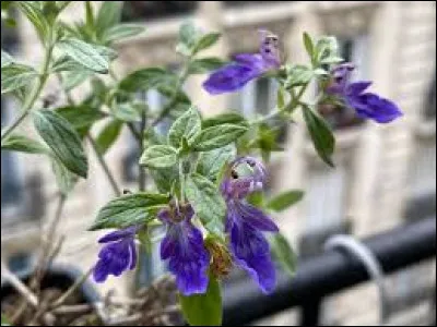 Comment s'appelle cette plante ?