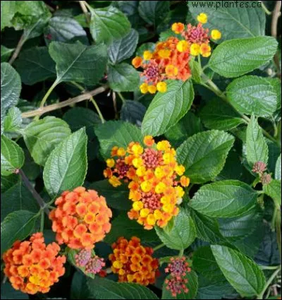 Comment s'appelle cette plante ?