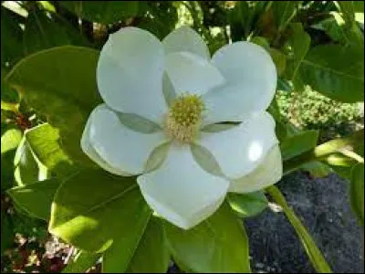 Comment s'appelle cette plante ?