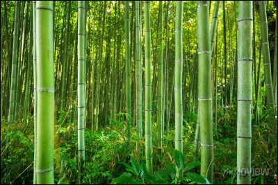 Il vit sa vie au bord de l'eau, coco et coquillages !