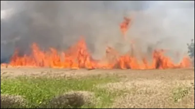 Des arbres se penchent - C'est plus fort, plus fort que tout - Accrochée aux branches - L'air me semble encore trop doux !