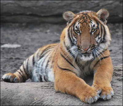 Le rugissement d'un tigre peut être entendu jusquà trois kilomètres de distance.