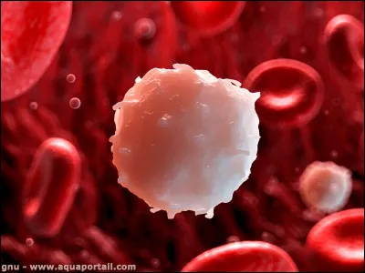 À quoi servent les globules blancs ?