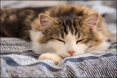 Un chat passe 40 % de sa vie à dormir.