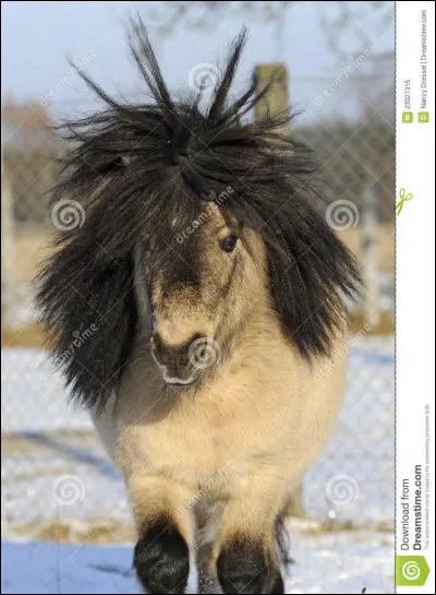 Pour toi, un cheval c'est :