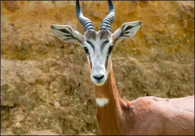 Gazelle : quel est cet animal ?