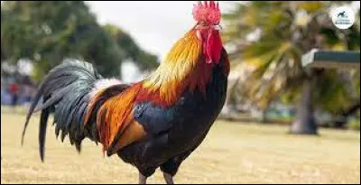 Comment dit-on "le coq" ?