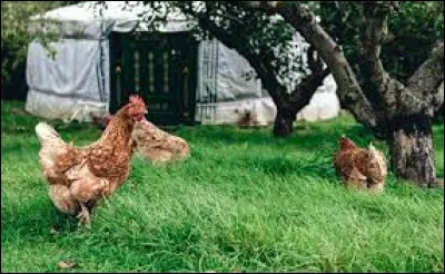 Comment dit-on "la poule" ?