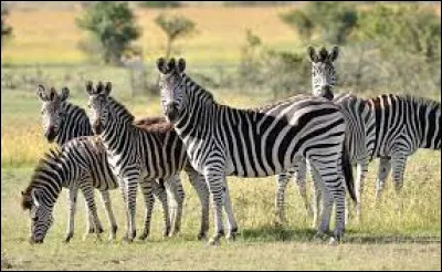 Comment dit-on "zèbre" ?