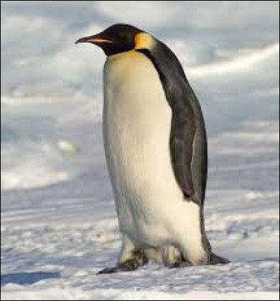 Comment dit-on "Le pingouin" ?