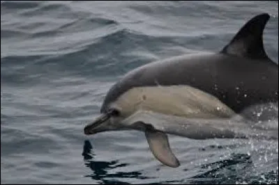 Comment dit-on "Le dauphin" ?