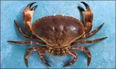 Comment dit-on "Le crabe" ?
