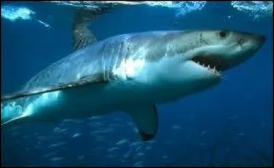 Comment dit-on "Le requin" ?