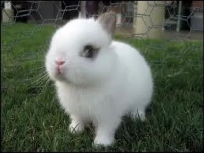 Comment dit-on "le lapin" ?