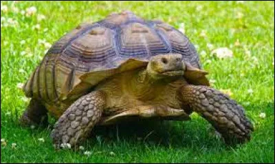 Comment dit-on "la tortue" ?
