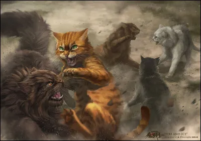 Tu te bats férocement contre un matou qui fait trois fois ta taille, lorsque, soudain, tu aperçois Nuage Frileux. Elle se tient hors du champ de bataille et observe le tout, lair choquée.