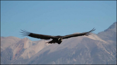 Qu'est-ce qui ne caractérise pas le grand condor des Andes ?