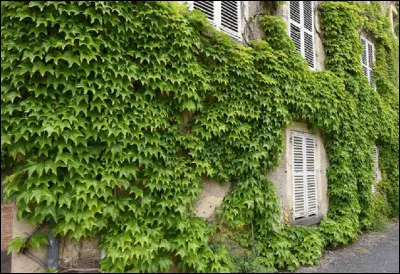 Pourquoi dit-on ''vigne-vierge'' pour parler de la plante grimpante qui orne certaines façades ?
