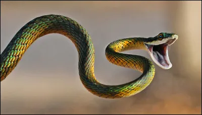 Comment s'appelle la peur excessive des serpents ?