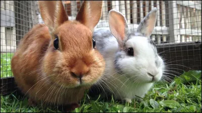 À quelle famille appartiennent les lapins ?