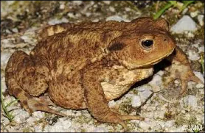 La femelle du crapaud est la grenouille.