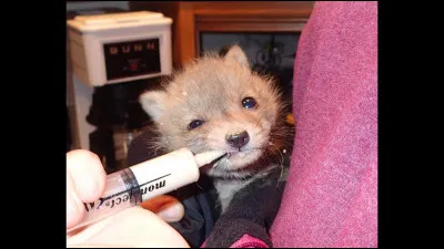 Identifiez l'animal qui vient d'&ecirc;tre sauv&eacute; !