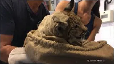 Cet animal vient d'&ecirc;tre sauv&eacute;, identifiez-le !