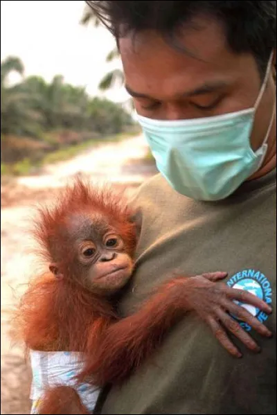 Sa m&egrave;re a &eacute;t&eacute; tu&eacute;e par des braconniers, d'autres hommes l'ont sauv&eacute;, qui est-il ?