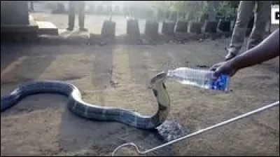 M&ecirc;me un animal qui fait peur &agrave; la plupart des gens peut avoir besoin d'aide, identifiez-le !