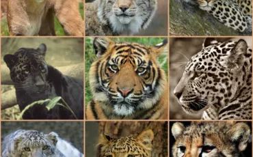 Quiz Felins