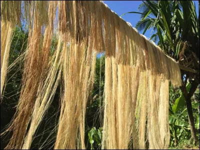 Quel est le nom de ce bananier des Philippines, cultivé pour ses feuilles fournissent le chanvre de Manille, une matière textile ?