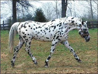 Ce cheval est-il pie ou tacheté ?