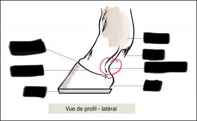 Comment sappelle cette partie du cheval ?