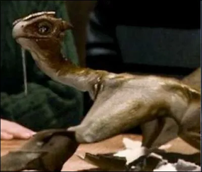 Pour la première tâche, quel dragon voudrais-tu affronter ?