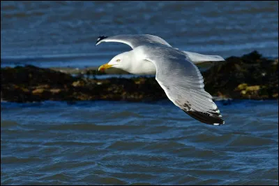 À quel interprète doit-on le titre "Le Coeur goéland" ?