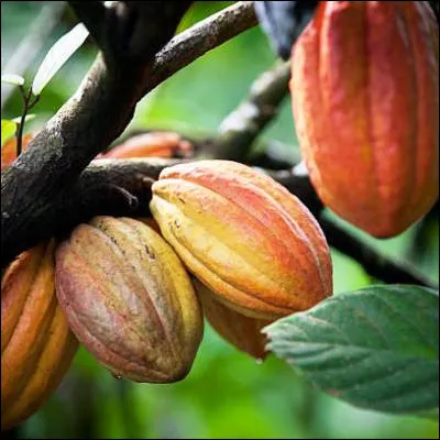 Quel arbre a pour fruit la cabosse ?