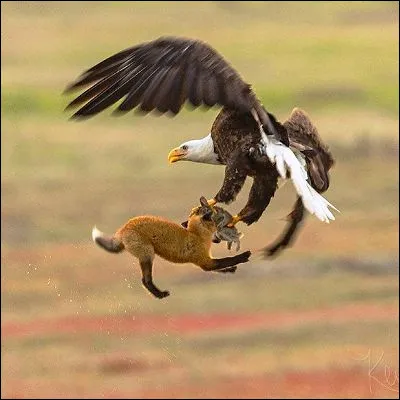 Quel rapace est la chev&ecirc;che ?