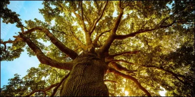 Choisis un arbre fruitier.