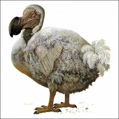 Cet oiseau, le Dronte de Maurice, endémique de l'île Maurice, a disparu depuis la fin du XVIIe siècle. Sous quel nom est-il mieux connu ?