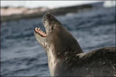 Comment appelle-t-on cette espèce de phoque, vivant en Antarctique ?